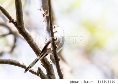 [Chiba Long-tailed Tit] A subspecies of long-tailed tit that can be seen in parks in Chiba Prefecture. 141191159