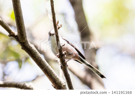 [Chiba Long-tailed Tit] A subspecies of long-tailed tit that can be seen in parks in Chiba Prefecture. 141191168