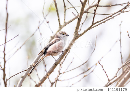 [Chiba Long-tailed Tit] A subspecies of long-tailed tit that can be seen in parks in Chiba Prefecture. 141191179