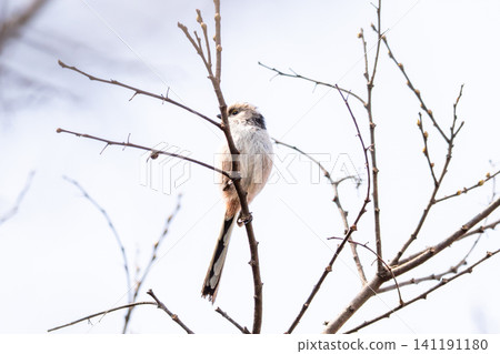 [Chiba Long-tailed Tit] A subspecies of long-tailed tit that can be seen in parks in Chiba Prefecture. 141191180