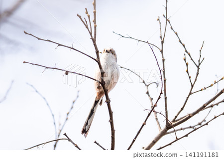 [Chiba Long-tailed Tit] A subspecies of long-tailed tit that can be seen in parks in Chiba Prefecture. 141191181