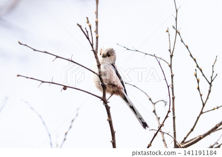 [Chiba Long-tailed Tit] A subspecies of long-tailed tit that can be seen in parks in Chiba Prefecture. 141191184