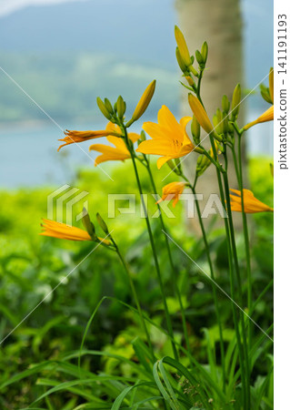 野草湖的夏天:在白樺樹蔭下盛開的萱草(群馬縣) 野草湖的夏天:在白樺樹蔭下盛開的萱草(群馬縣) 141191193