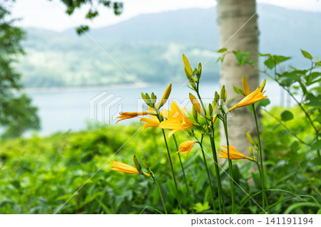 野草湖的夏天:在白樺樹蔭下盛開的萱草(群馬縣) 野草湖的夏天:在白樺樹蔭下盛開的萱草(群馬縣) 141191194