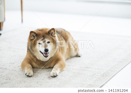 Living room, Shiba Inu, smiling 141191204