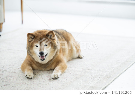 客廳,柴犬,微笑 客廳,柴犬,微笑 141191205