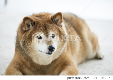 客廳，柴犬，微笑 141191206