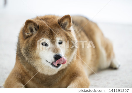 Living room, Shiba Inu, smiling, tongue 141191207
