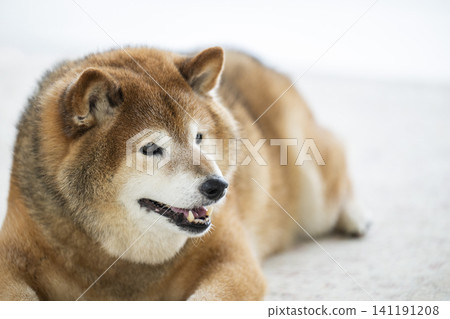 客廳,柴犬,微笑 客廳,柴犬,微笑 141191208