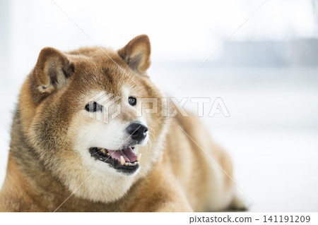 Living room, Shiba Inu, smiling Living room, Shiba Inu, smiling 141191209