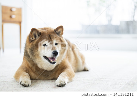 Living room, Shiba Inu, smiling Living room, Shiba Inu, smiling 141191211
