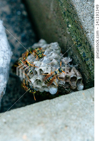 A macro shot of a small wasp nest tucked between concrete structures with several yellow jacket wasps on it. Perfect for pest control and biology themes. Detailed view of wild wasps working on their A macro shot of a small wasp nest tucked between concrete structures with several yellow jacket wasps on it. Perfect for pest control and biology themes. Detailed view of wild wasps working on their 141191349