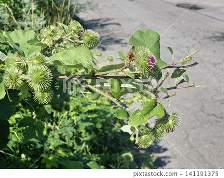 Flowering Greater Burdock Branch with Developing Green Burrs Flowering Greater Burdock Branch with Developing Green Burrs 141191375