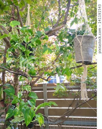Hanging greenery, houseplants, pothos, guzmania, style for hanging from garden trees, dappled sunlight, natural gardening. Hanging greenery, houseplants, pothos, guzmania, style for hanging from garden trees, dappled sunlight, natural gardening. 141191543