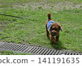 一隻玩具貴賓犬坐在公園的草地上。 141191635