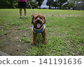 玩具貴賓犬在公園散步 141191636