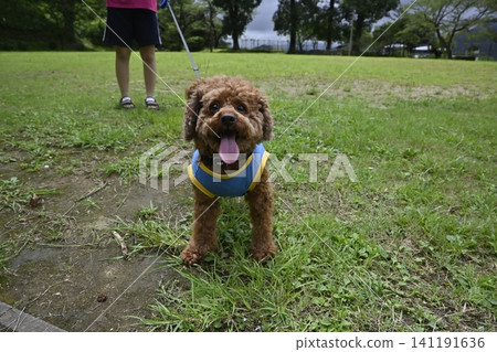 玩具貴賓犬在公園散步 玩具貴賓犬在公園散步 141191636