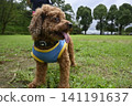 玩具貴賓犬在公園散步 141191637