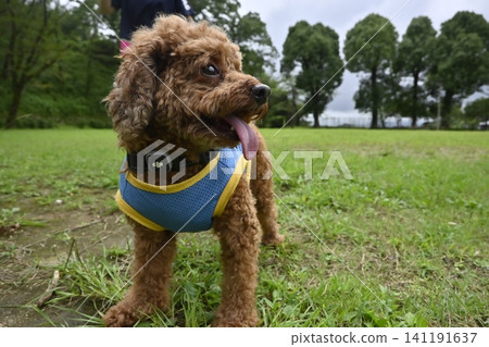 玩具貴賓犬在公園散步 玩具貴賓犬在公園散步 141191637