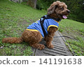 玩具貴賓犬在公園散步 141191638