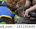 玩具貴賓犬在外喝水 141191640