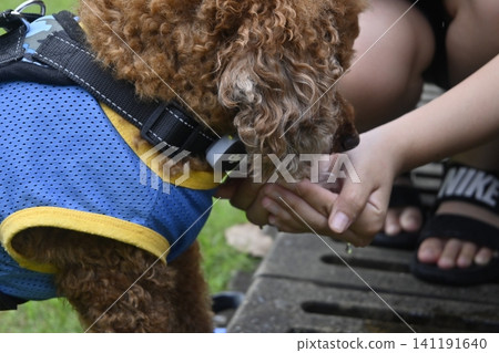 玩具貴賓犬在外喝水 玩具貴賓犬在外喝水 141191640