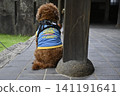 玩具貴賓犬的背面 141191641