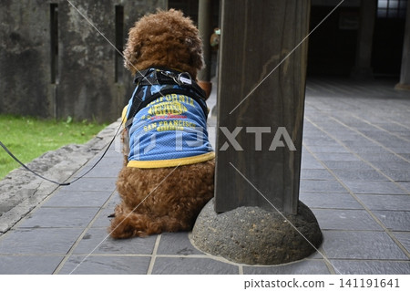 玩具貴賓犬的背面 玩具貴賓犬的背面 141191641
