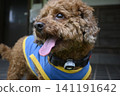 看玩具貴賓犬 141191642