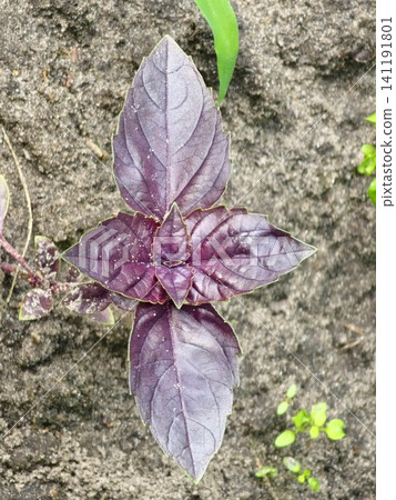 Top View of Young Purple Basil Rosette in Garden Soil Top View of Young Purple Basil Rosette in Garden Soil 141191801