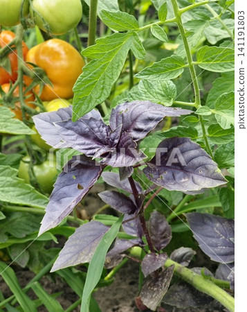 Purple Basil Leaves Beside Ripe and Green Garden Tomatoes Purple Basil Leaves Beside Ripe and Green Garden Tomatoes 141191803