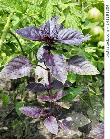 Mature Purple Basil Plant Among Tomato Vines in Summer Mature Purple Basil Plant Among Tomato Vines in Summer 141191804