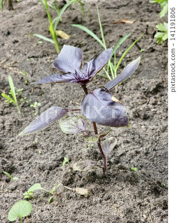 Young Purple Basil Plant with Burgundy Leaves in Soil Young Purple Basil Plant with Burgundy Leaves in Soil 141191806