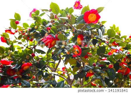 Camellia flower Camellia flower 141191841