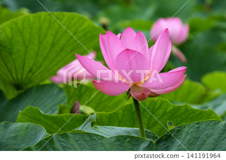Ancient lotus and bee Ancient lotus and bee 141191964