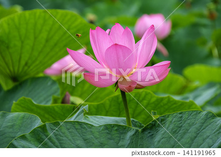古代蓮花和蜜蜂 古代蓮花和蜜蜂 141191965