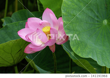 Petals and leaves Petals and leaves 141191968