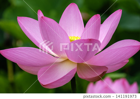 Brilliance of petal Brilliance of petal 141191973