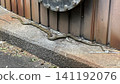 Aodaisho 141192076