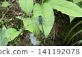 Koniyanma 141192078