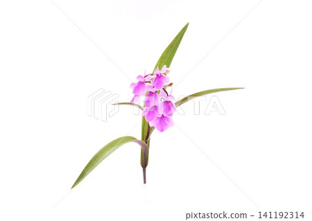 Yumechidori (Dream Plover), Awachidori (Orchid), small flowers, bright background Yumechidori (Dream Plover), Awachidori (Orchid), small flowers, bright background 141192314