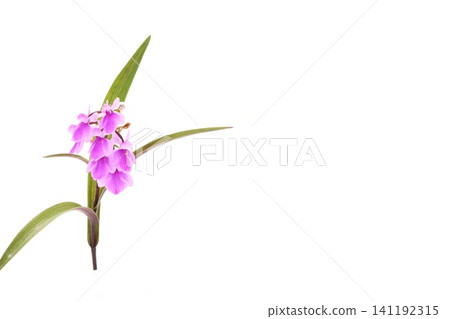 Yumechidori (Dream Plover), Awachidori (Orchid), small flowers, bright background Yumechidori (Dream Plover), Awachidori (Orchid), small flowers, bright background 141192315