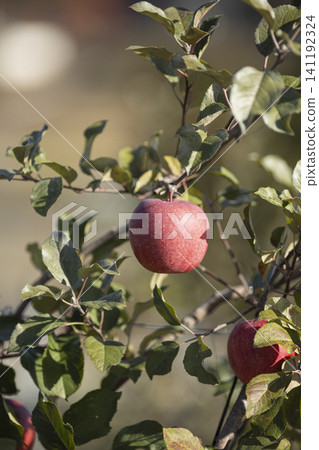 An orchard's apple An orchard's apple 141192324