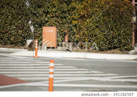 Japanese macaques appear on the side of a road in a residential area. 141192507