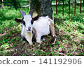 Goat eating grass 141192906