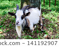 Goat eating grass 141192907