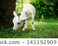 A landscape with a goat 141192909