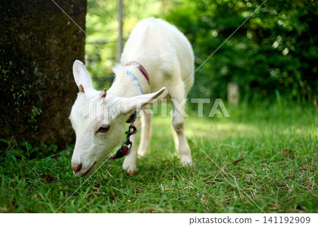 A landscape with a goat A landscape with a goat 141192909