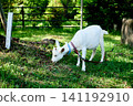 A landscape with a goat 141192910