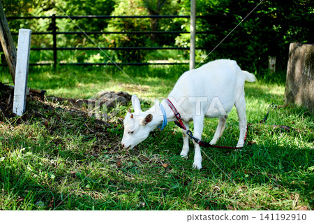 A landscape with a goat A landscape with a goat 141192910